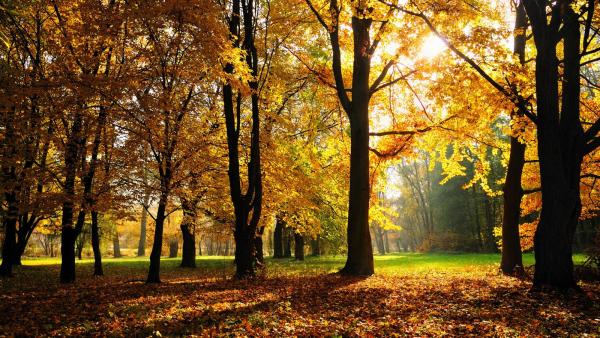 goodbye_autumn_wallpaper.jpg
