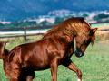 Πατήστε για να δείτε horse_arabian_stallion_t1.jpg